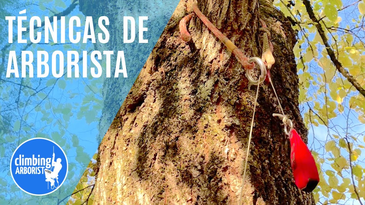 Instalación de salvarrama de fricción y cuerda desde el suelo - Técnicas de arborista