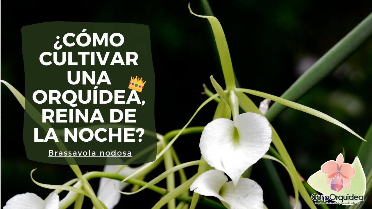 Cómo cultivar una orquídea Brassavola la reina de la noche | Floración y Flores| Jardinería