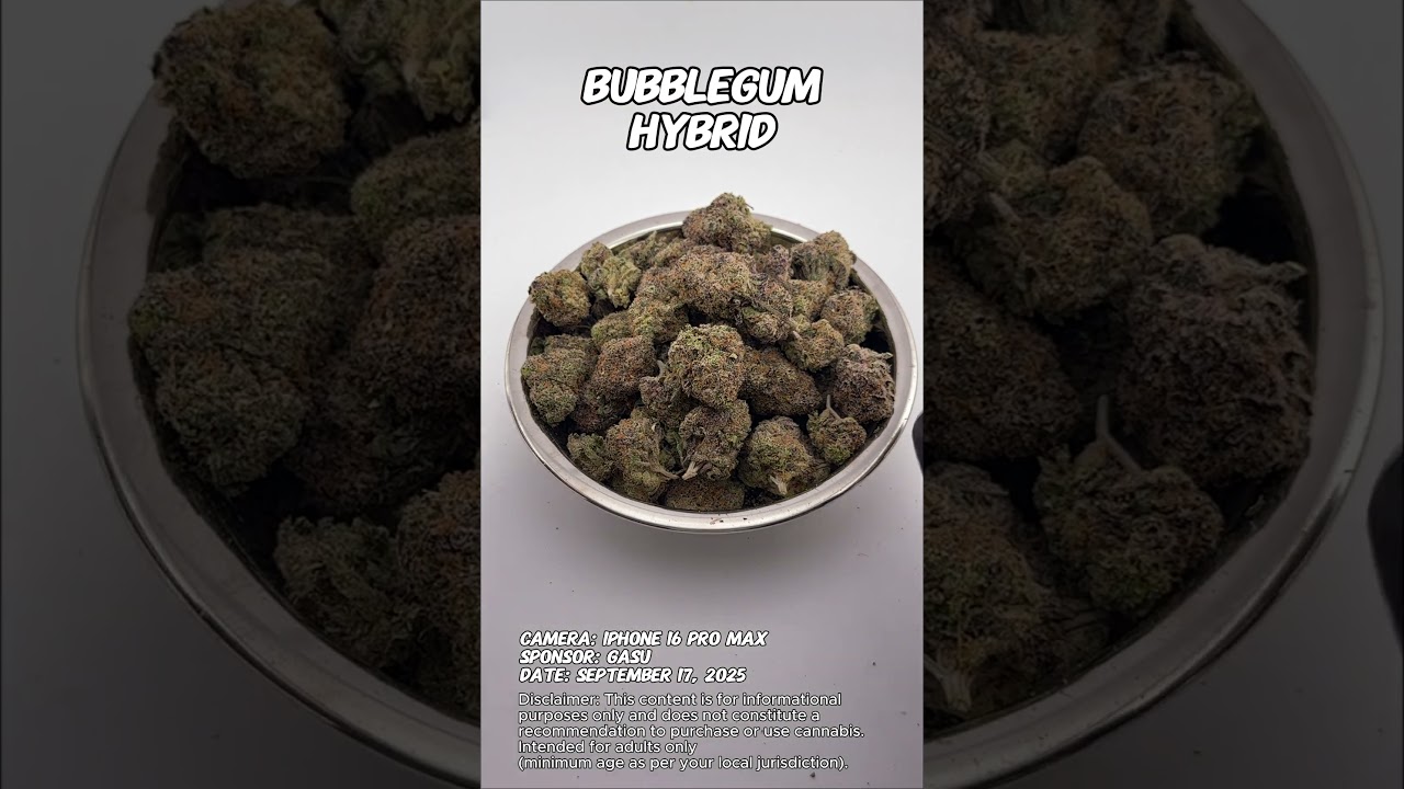 Bubblegum | Gasu Sponsored | Strain Spotlight