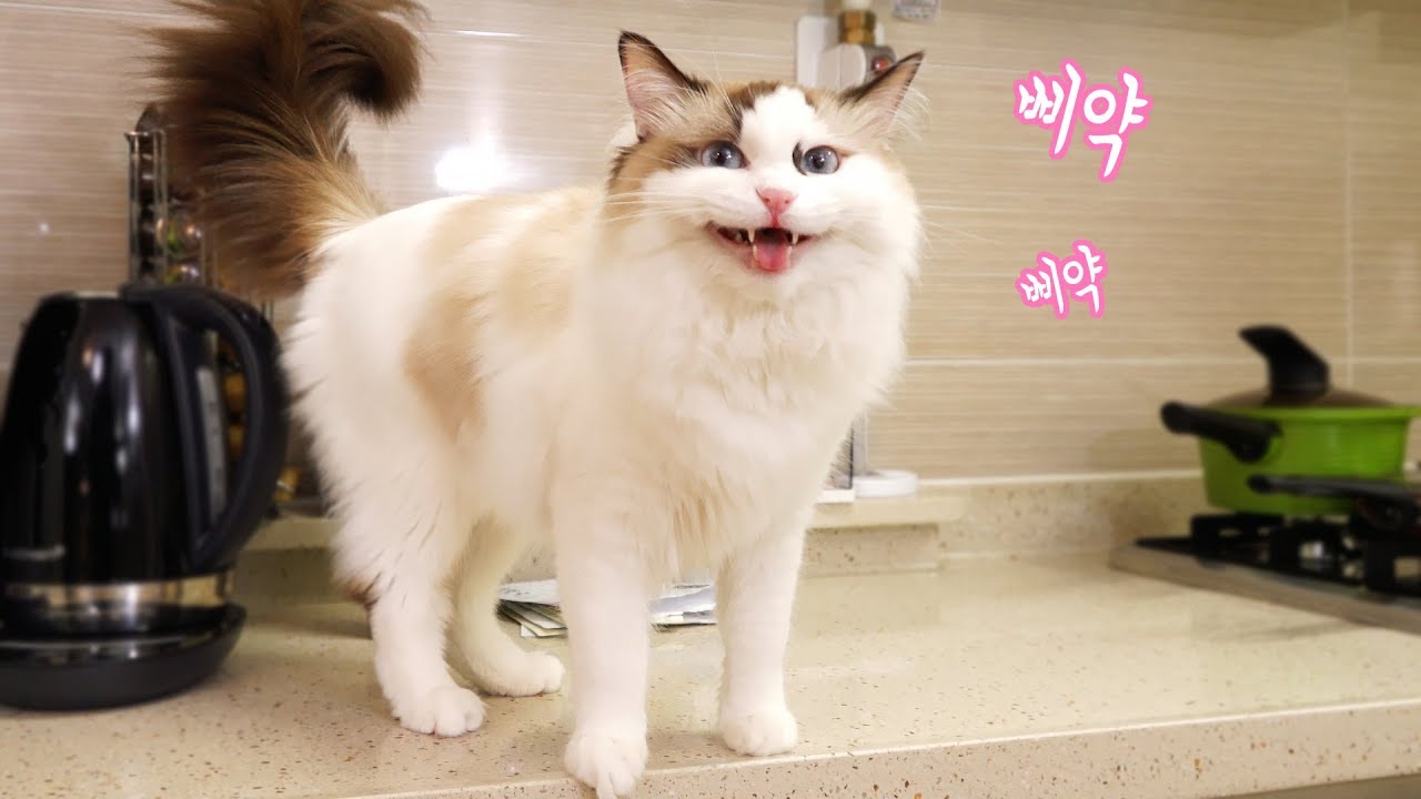배고프다고 삐약거리는 고양이 치순이