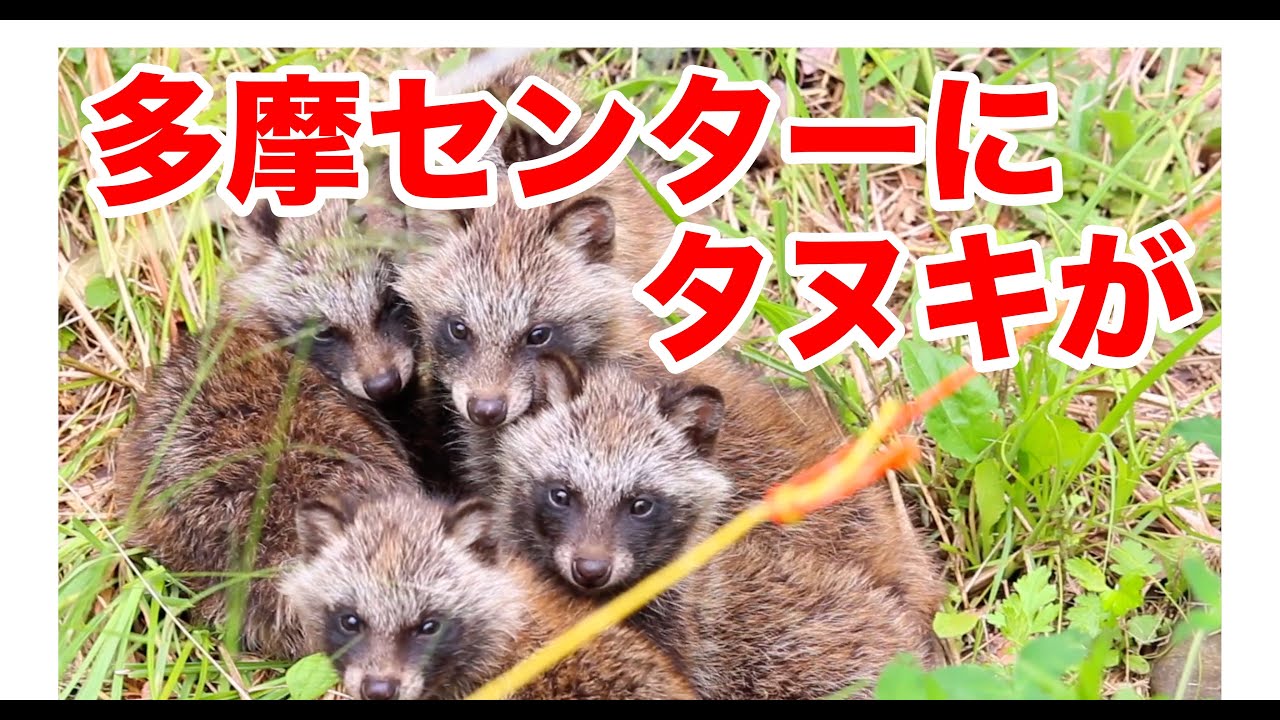 多摩センターにタヌキがいた。
