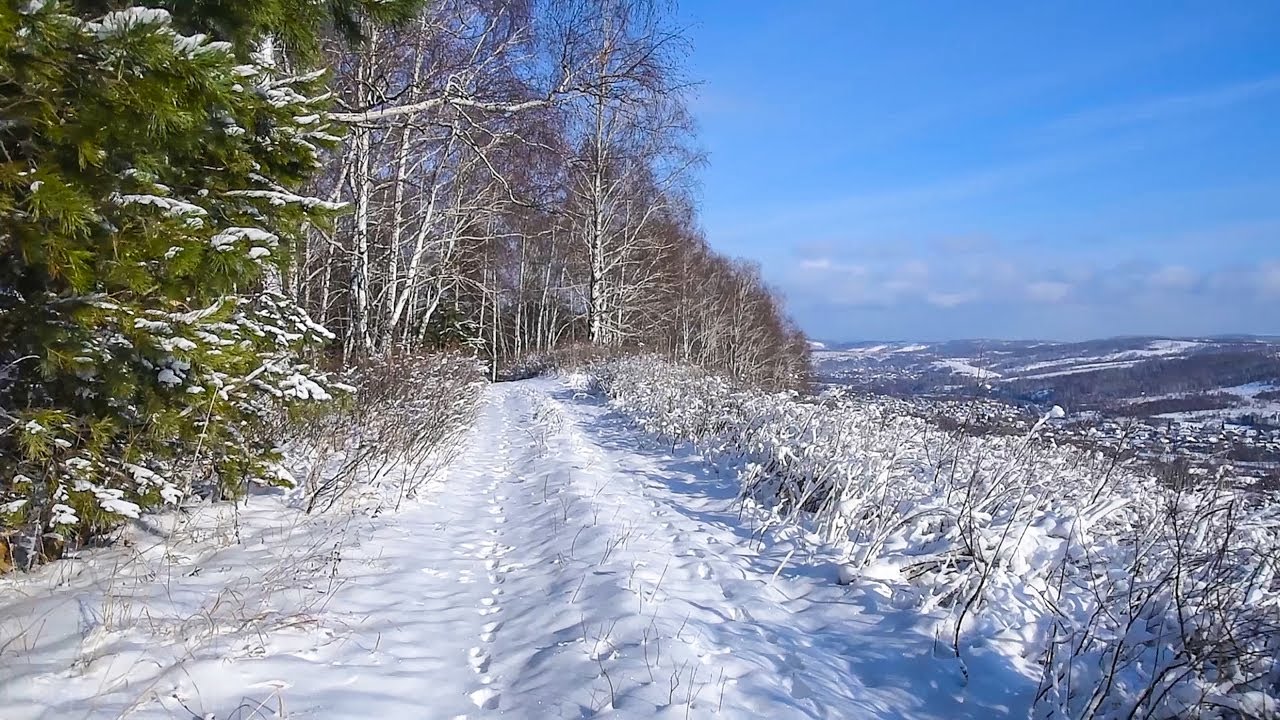 Winter walk through the forest on a sunny day