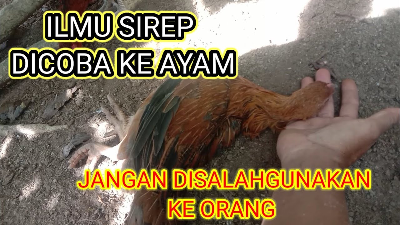 #VIRAL ILMU HIPNOTIS DAN PENAKLUK DICOBA KE AYAM.