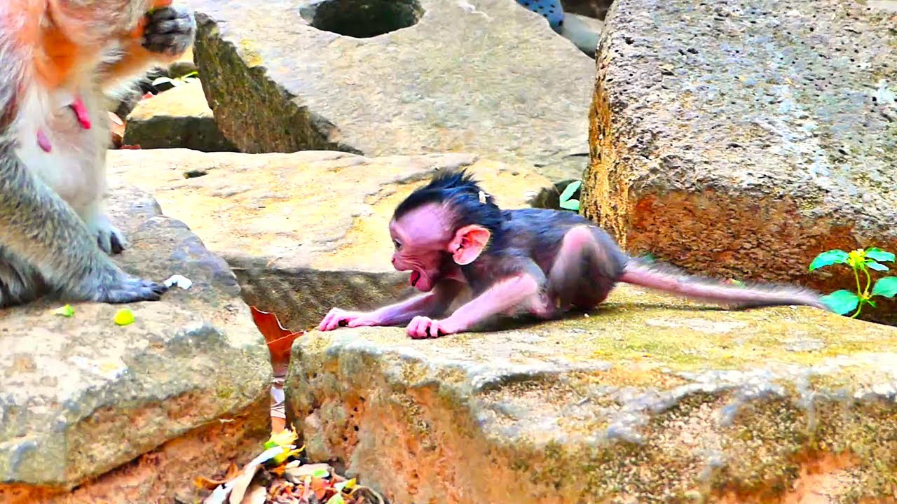 Million pity moment of adorable baby monkey screaming really terrible moment while mother leave..