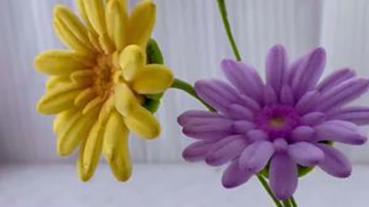 扶郎花也叫非洲菊，一起来学习一下吧#扭扭棒的100种玩法 #一学就会系列 #学会快去试试吧🔥#教程 #用扭扭棒制作花朵的教程