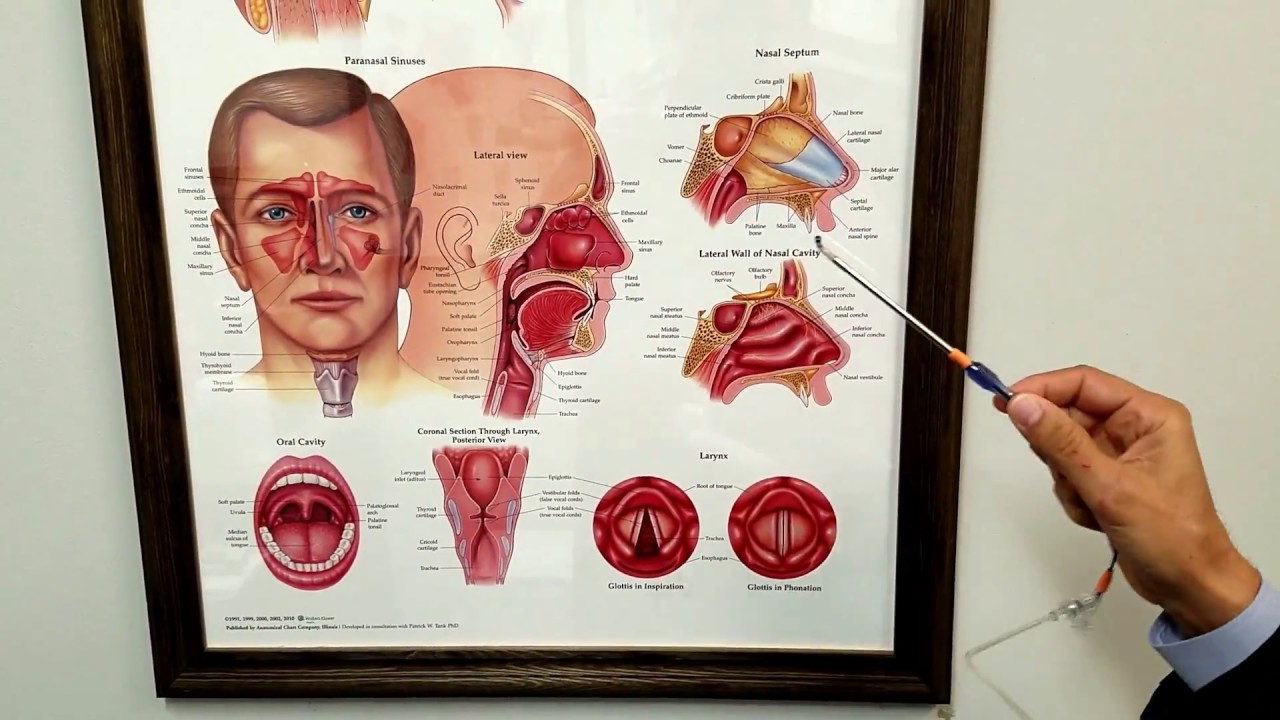 Eustachian Tube Dysfunction