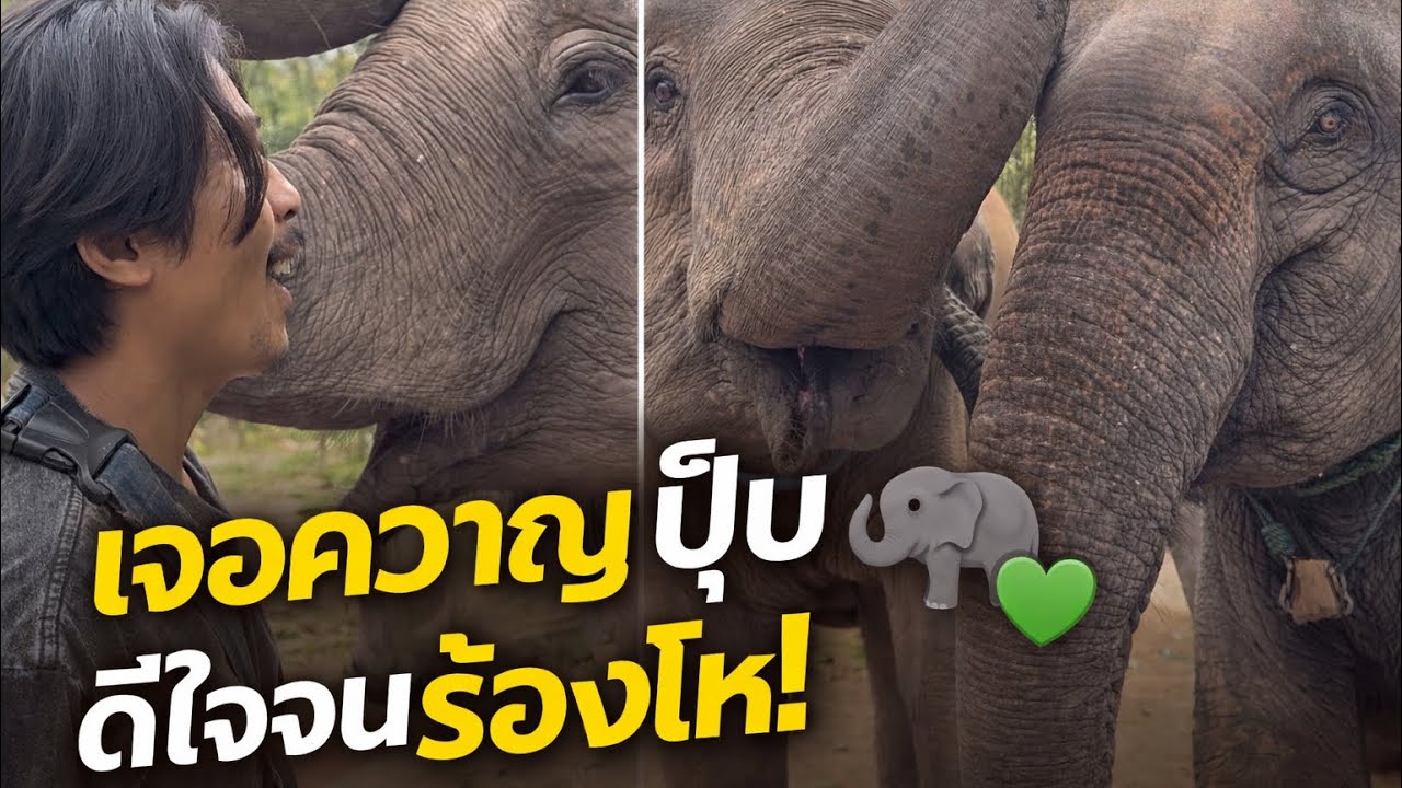 “แม่มีนาดีใจสุดเสียง! เจอควาญแบงค์มาหา ร้องโห่ลั่นป่า 🐘💚”