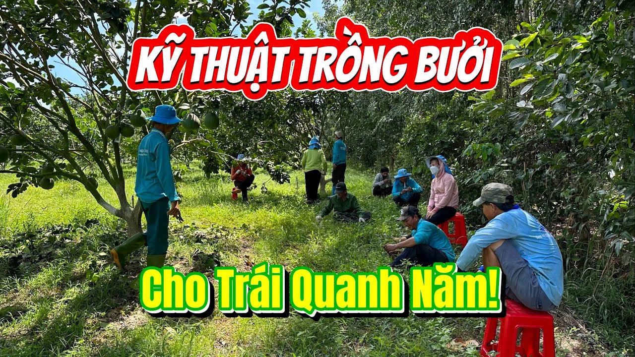Kỹ Thuật Trồng Bưởi Da Xanh Cho Trái Quanh Năm @nongnghiepxanhhcm