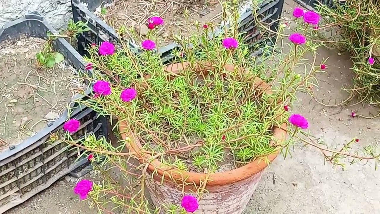 گل دوپہری کو بڑھانے کا طریقہ / How's to double Gully Dopahri / Gully Dopahri phelti kesy Hy by