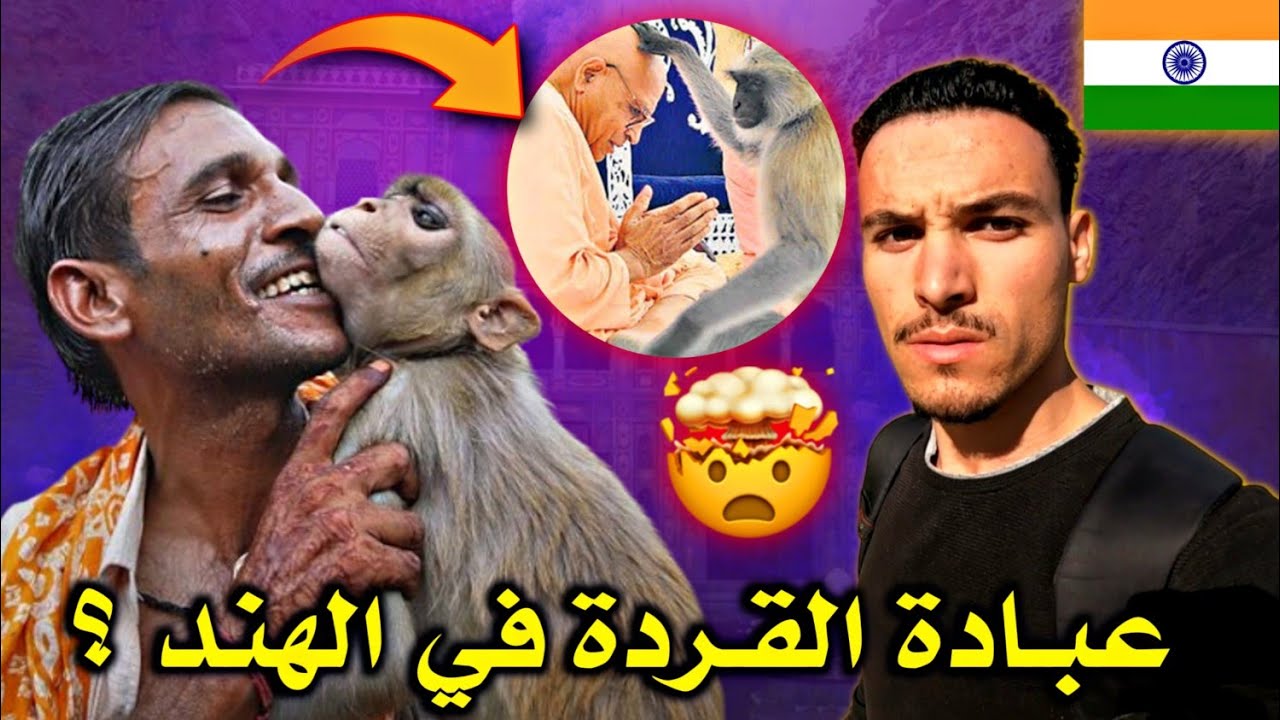 حـقيقة عبـادة القـردة في الهنـد 🇮🇳 غامرت و ذهـبت لمـعبد معزول فـوق الـجبـل وهـذا ما وجدته هناك 🤔