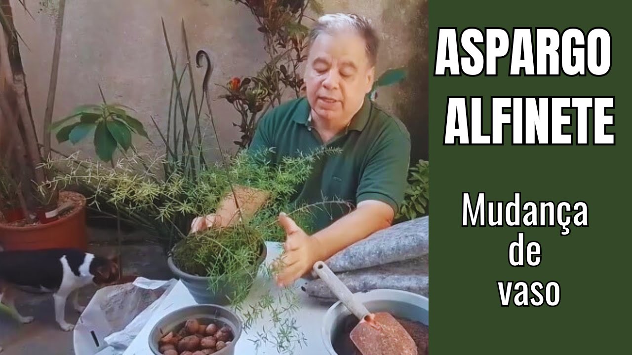 Aspargo Alfinete como cuidar e 