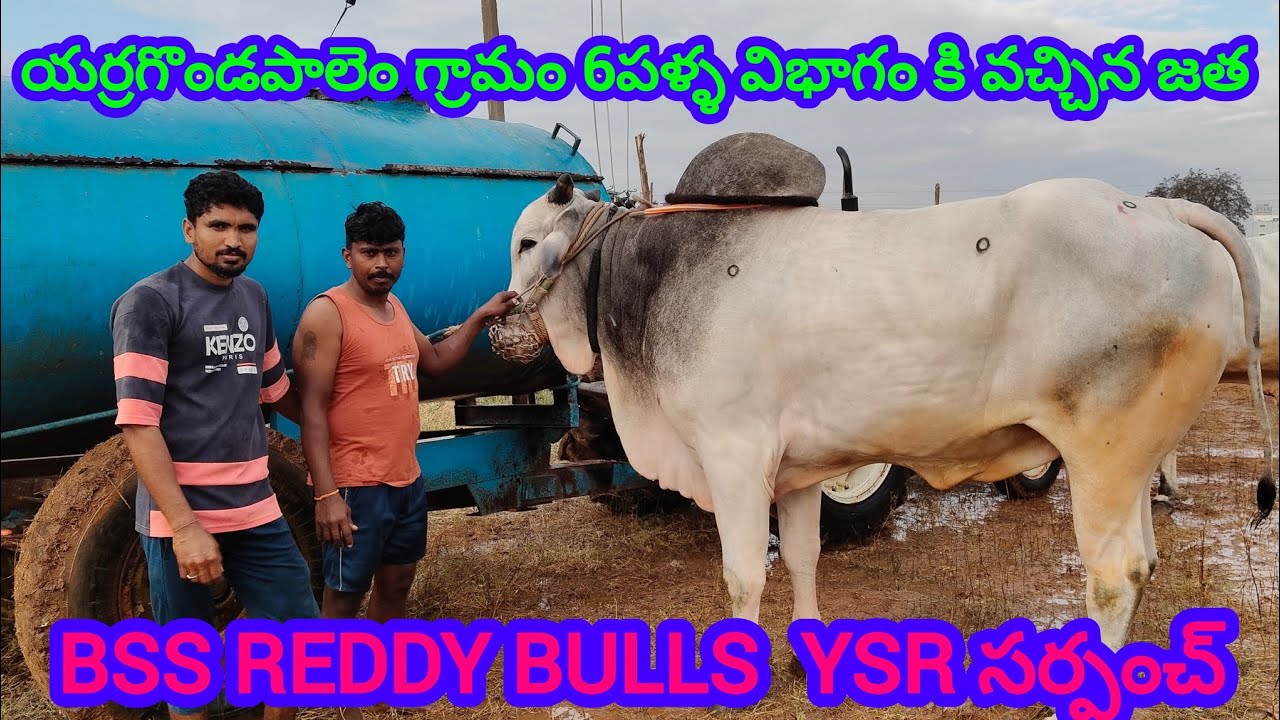 యర్రగొండపాలెం గ్రామం||6పళ్ళ విభాగం కి వచ్చిన జత||BSS REDDY BULLS S కొత్తూరు గ్రామం 12-1-2026💥💥