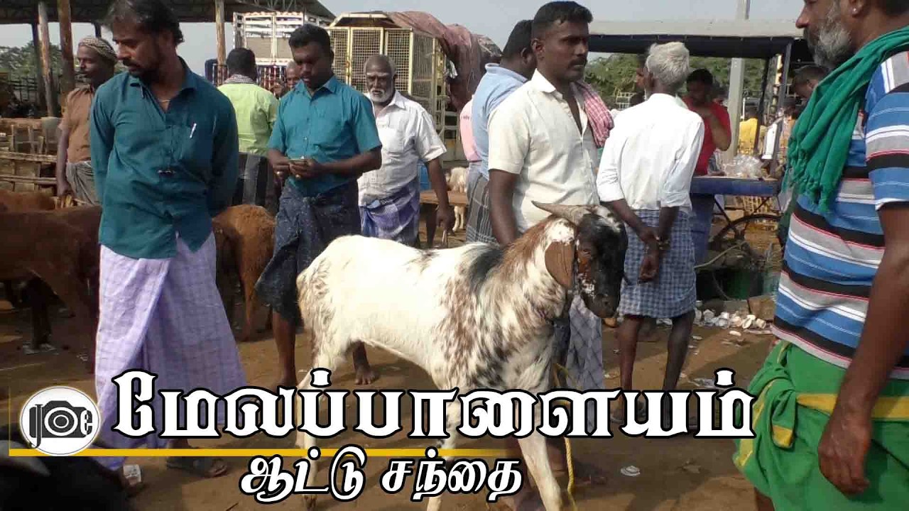 17.2.2026 | Melapalayam attu santhai | மேலப்பாளையம் ஆட்டு சந்தை