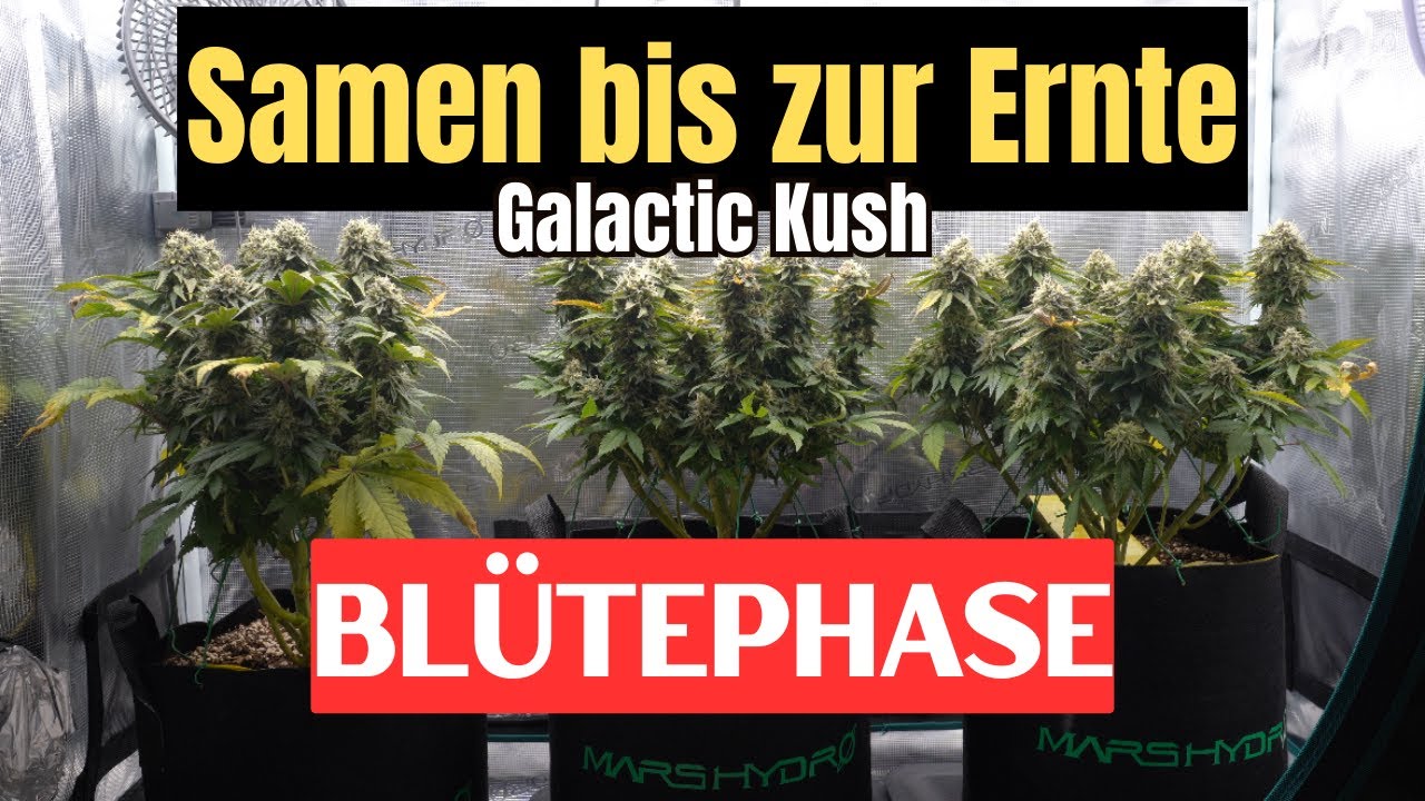 WIE man CANNABIS anbaut l BL&Uuml;TEPHASE l Galactic Kush l Vom Samen bis zur Ernte Folge 3