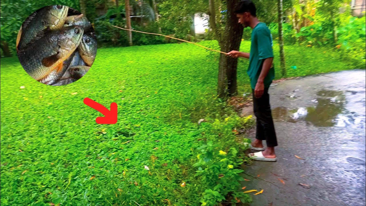 হাত ছিপ দিয়ে কিভাবে কৈ মাছ ধরবেন । কৈ মাছ ধরার সহজ পদ্ধতি । 🎣 @গ্রামেরমাছশিকারি0786
