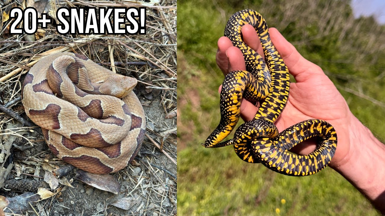 Mississippi and Louisiana Herping! Kingsnakes, Ratsnakes, and Corn Snakes Under Tin
