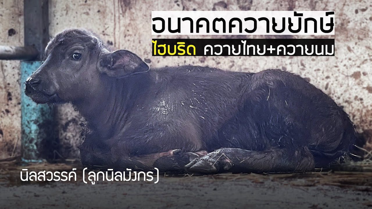 อนาคตควายยักษ์ ไฮบริด ควายไทย+ควายนม