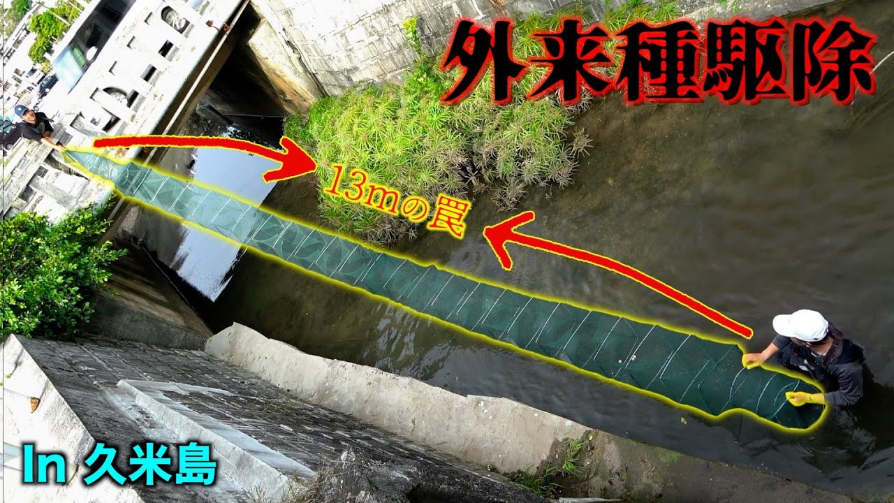 【外来種駆除】離島初!!13ｍのお魚キラーを仕掛けたらどうなる？