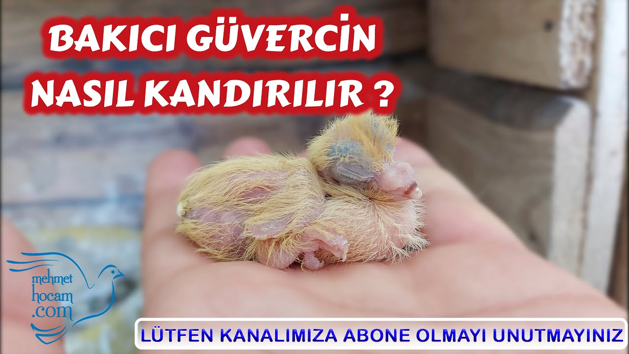Bakıcı Güvercine Yavru Sürme Önemli Bilgi