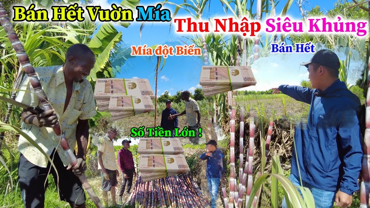 Công Giáp || Quyết Định Táo Bạo Bán Sạch Vườn Mía -Thu Về Số Tiền Cực Khủng Của Gia Đình Anh Manuel
