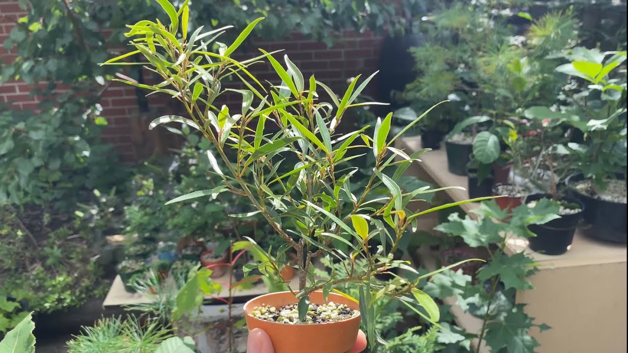 Willow Leaf Ficus Pruning - September 2021