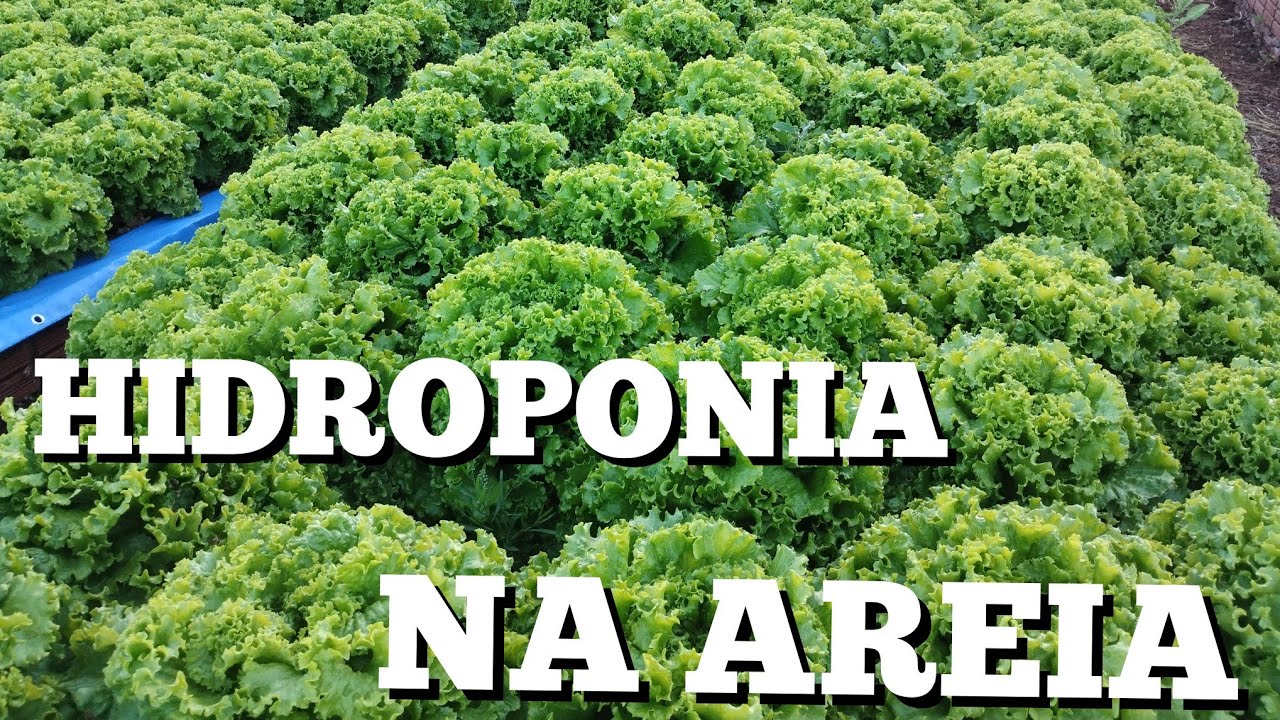 HIDROPONIA NA AREIA
