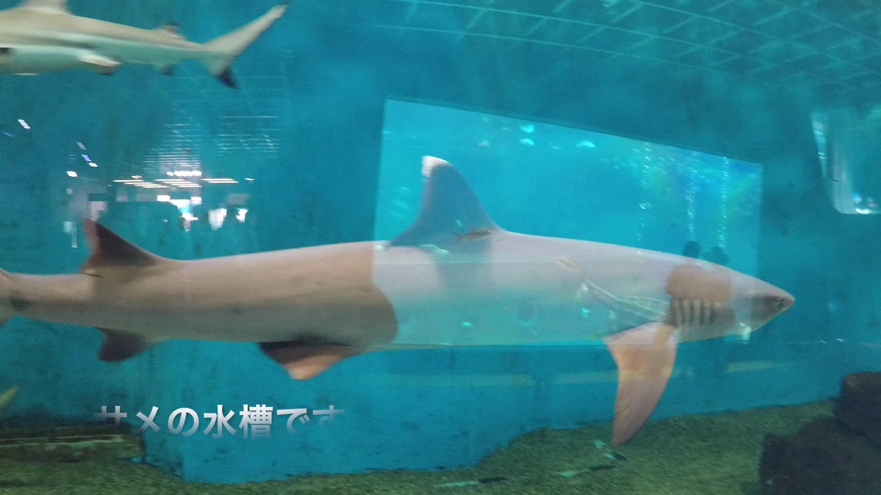 【箱根園水族館】愛犬と一緒に行ける水族館