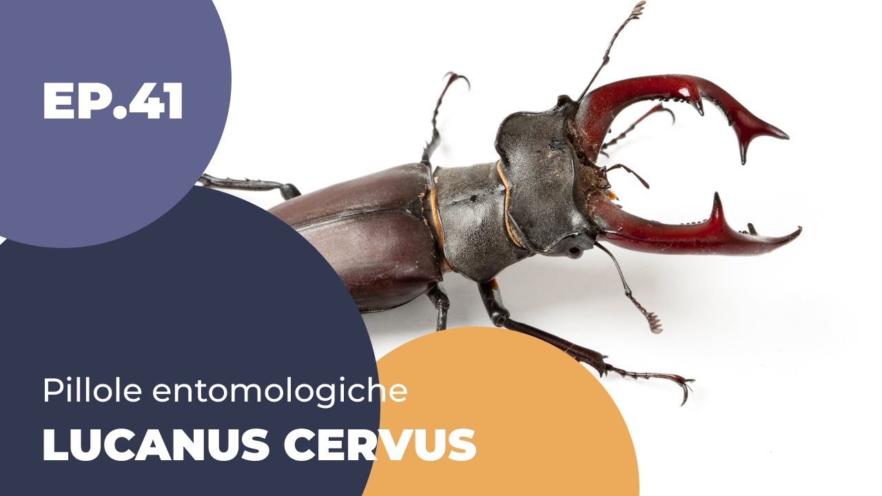 Lucanus cervus - 41 pillole entomologiche - sottotitolato