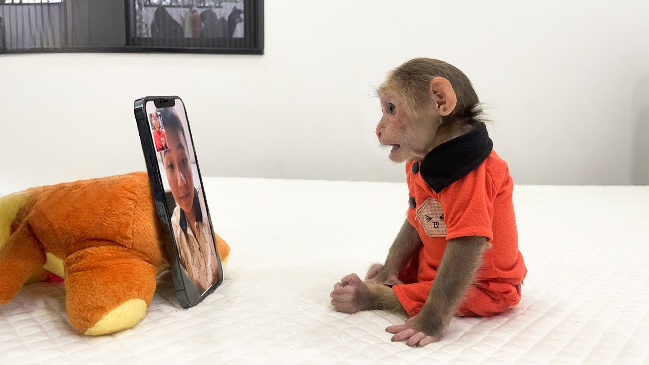 Cubis the Monkey Gets a Surprise Call from Dad!