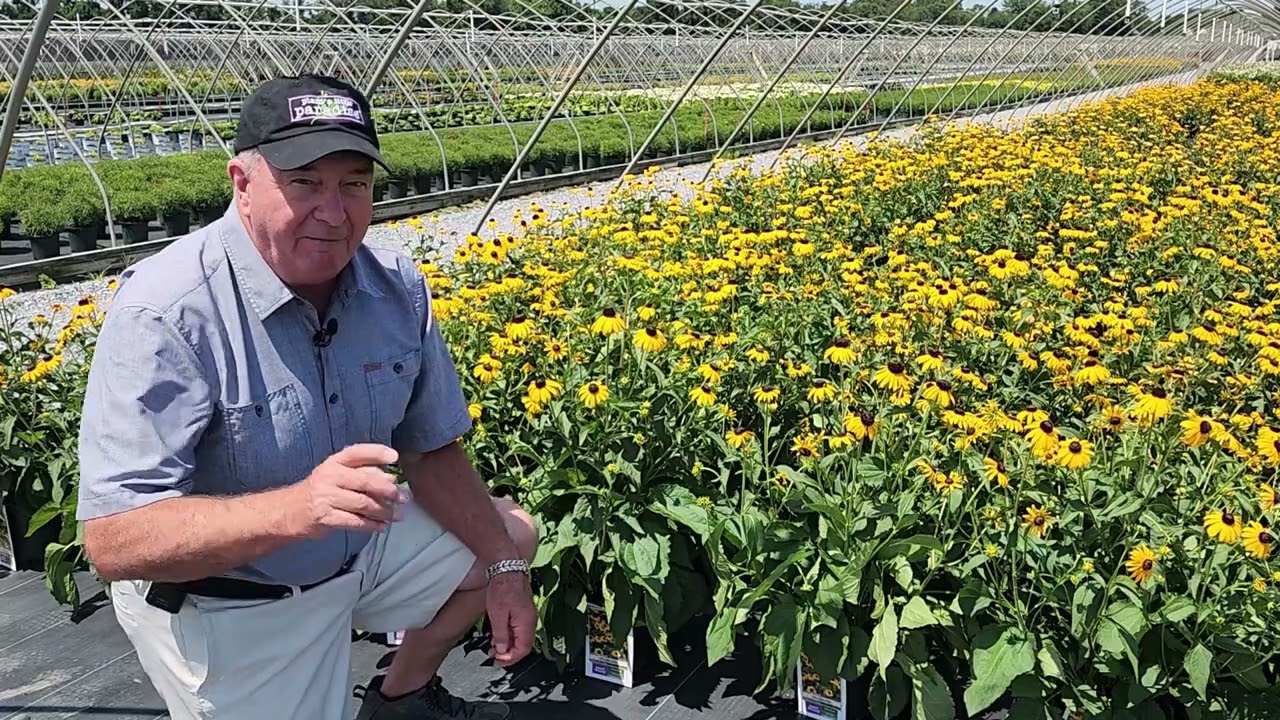 Our BEST Black-eyed Susans (Rudbeckia) // 4 Superb Selections To Enjoy & Perhaps Sing About! 😉👏🎶