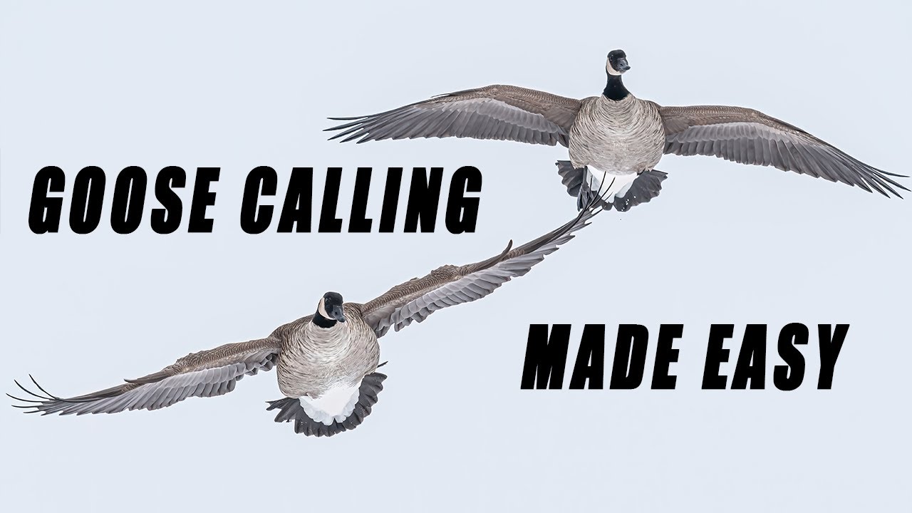 How To GOOSE CALL For Beginners | Goose Calling tips and tricks
