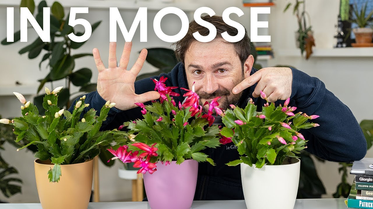 Fai rifiorire il Cactus di Natale in 5 passi!