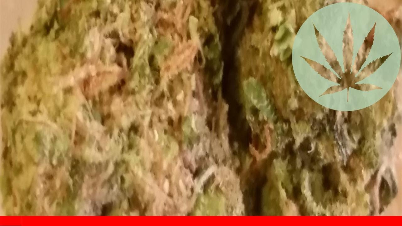 Uk Cheese - All About This Strain