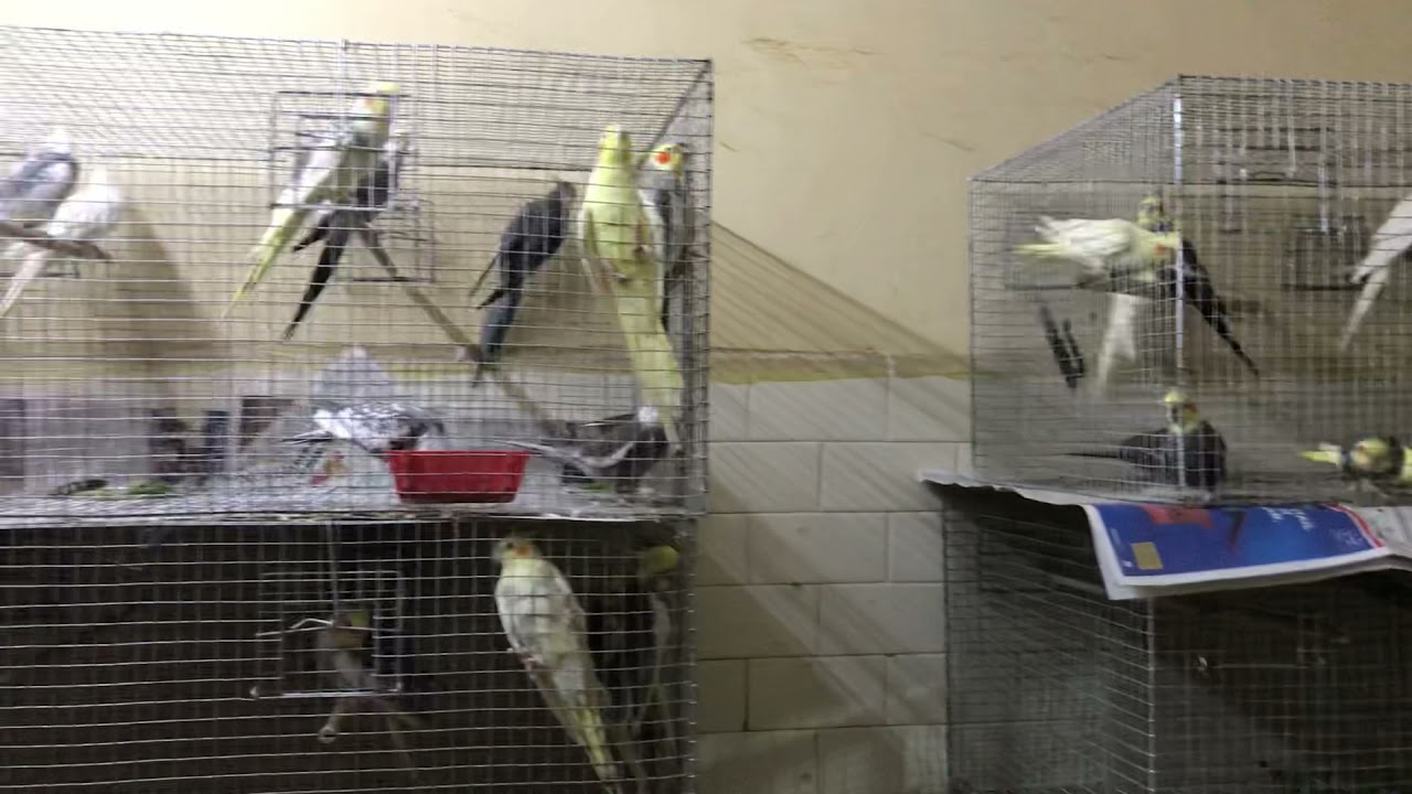 Cockatiels 2021 breeding batch