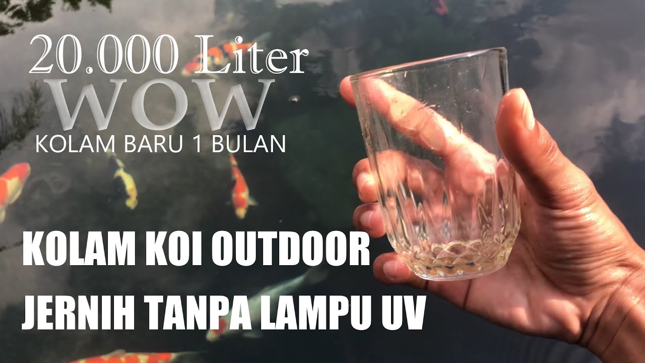 REVIEW KOLAM IKAN KOI JERNIH TANPA LAMPU UV. KOLAM 20 TON.  RUNNING 3 MINGGU + !