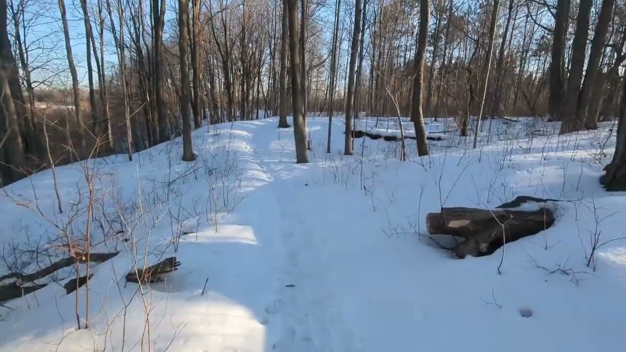 The dance of lights and shadows, in a winter forest