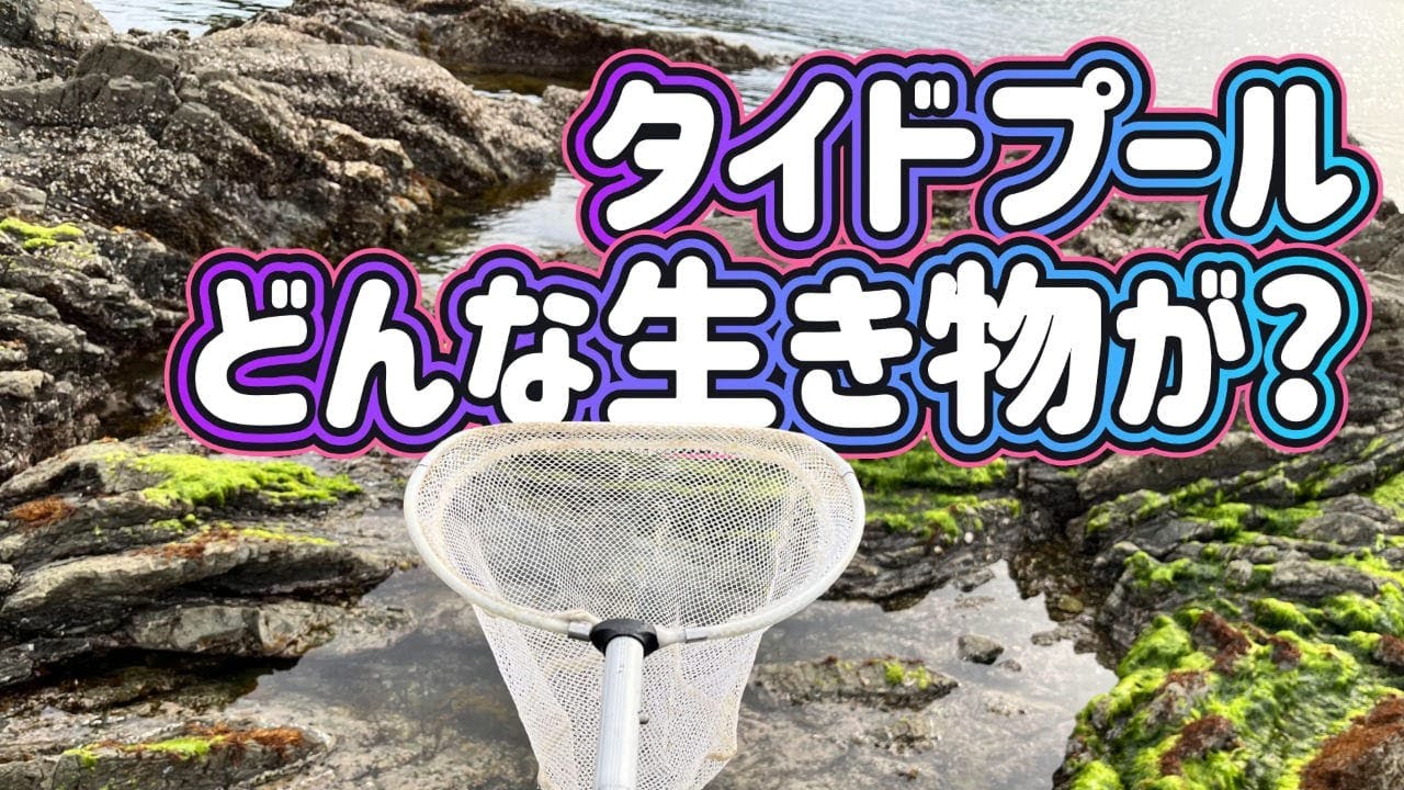 海のタイドプール（潮溜まり）取り残された生き物たちの観察記