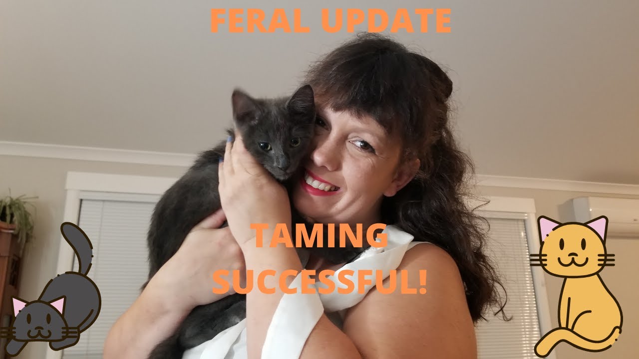 Feral kitten taming 101 - An update on our taming project [SUCCESS!]