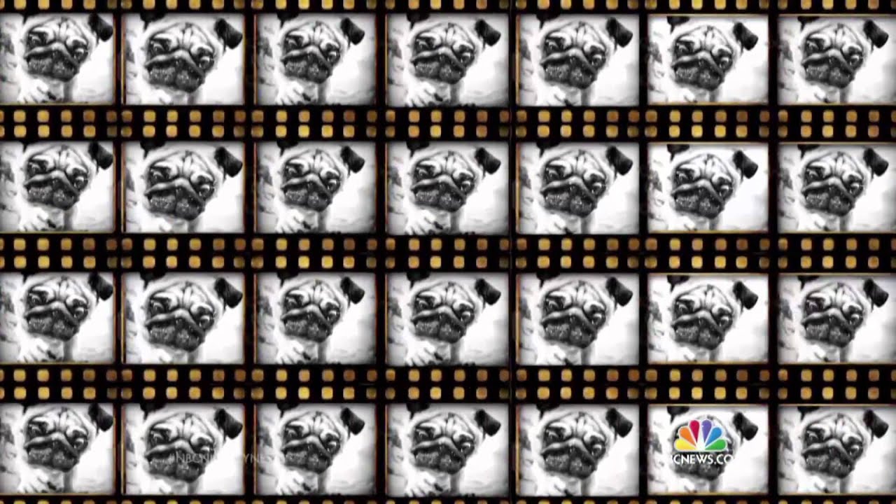 Puppies Are Even Cuter Underwater | NBC News
