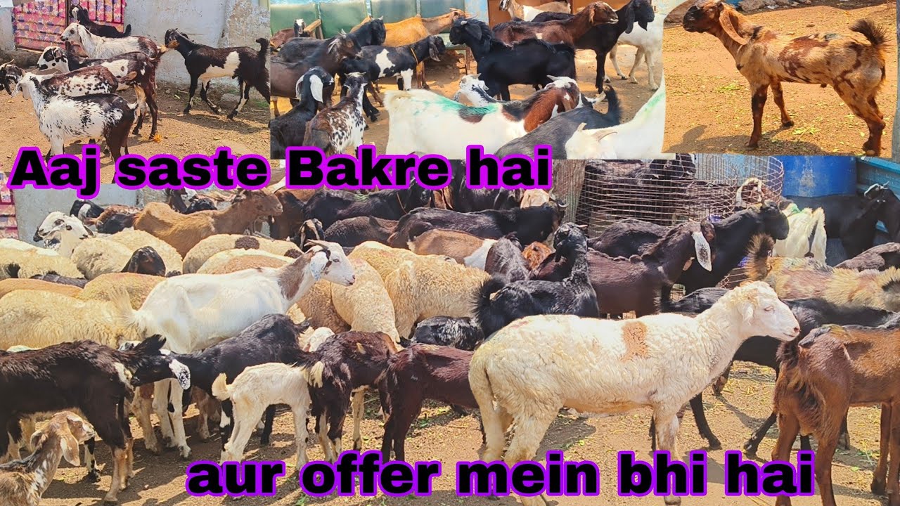 Aaj saste Bakre hai Rajasthani bumper or multiple breed male female available