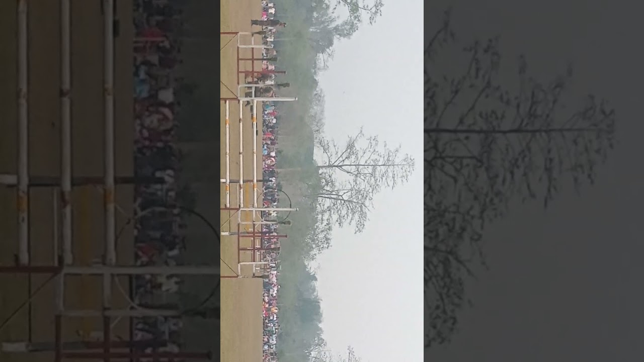 Dog race 