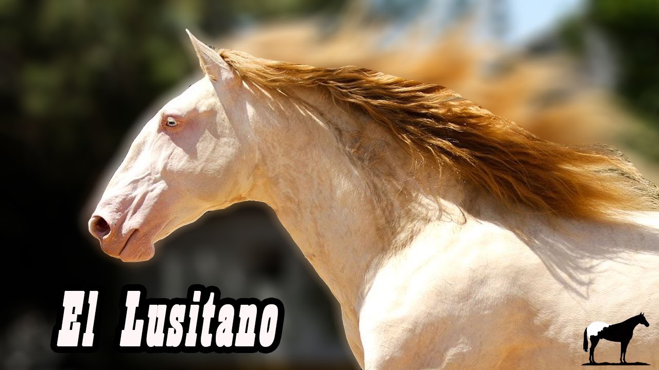Caballo De Reyes Y El Mas Antiguo De Silla (Lusitano) 🐴-Del Cerro Soy