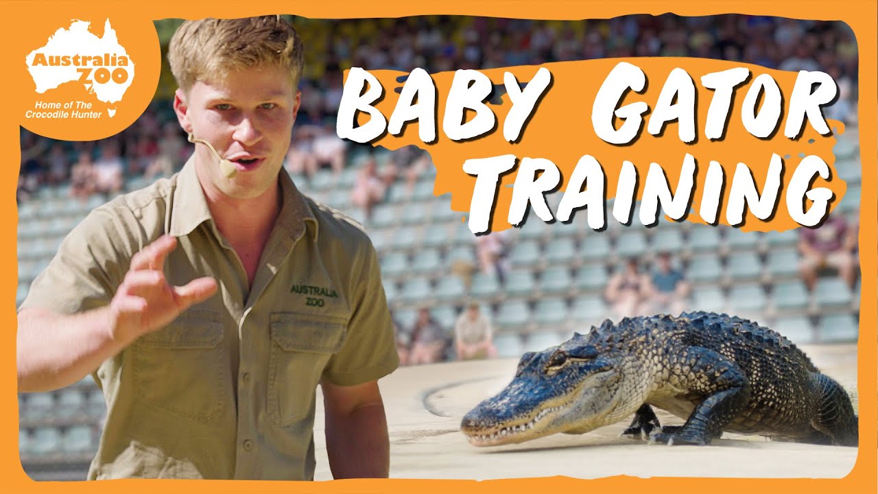 Working with baby gators | Australia Zoo Life