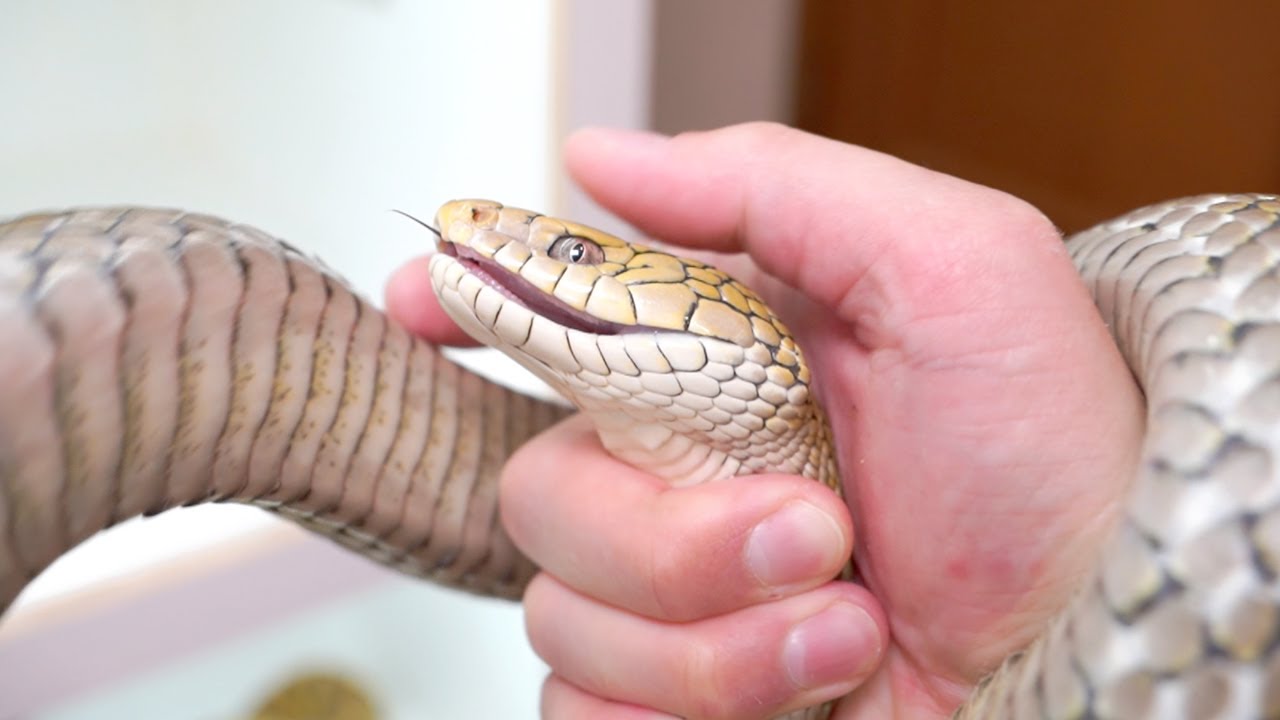 超凶暴蛇が逃げ出して本当に焦った【ヨナグニシュウダ】