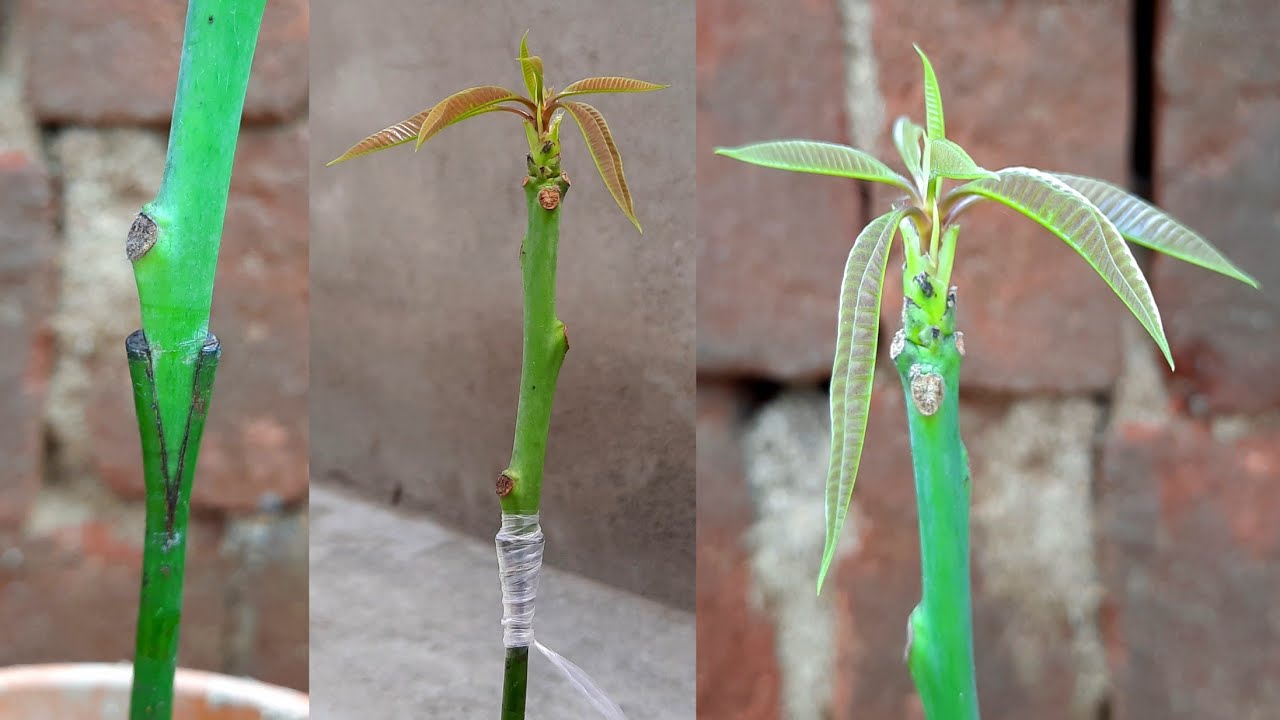 Mango Plant Softwood Grafting | Mango Plant Stone Grafting | Mango Grafting Technique