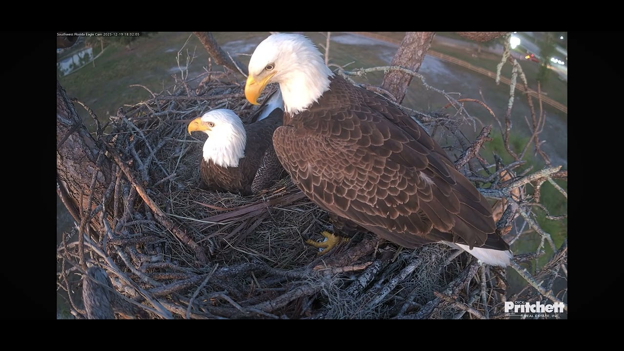 F23 Gives M the Stare That Means My Turn to Incubate! 