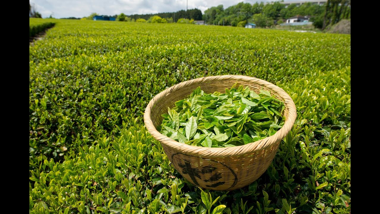 A Mystery Drink - The History Of Tea - History TV
