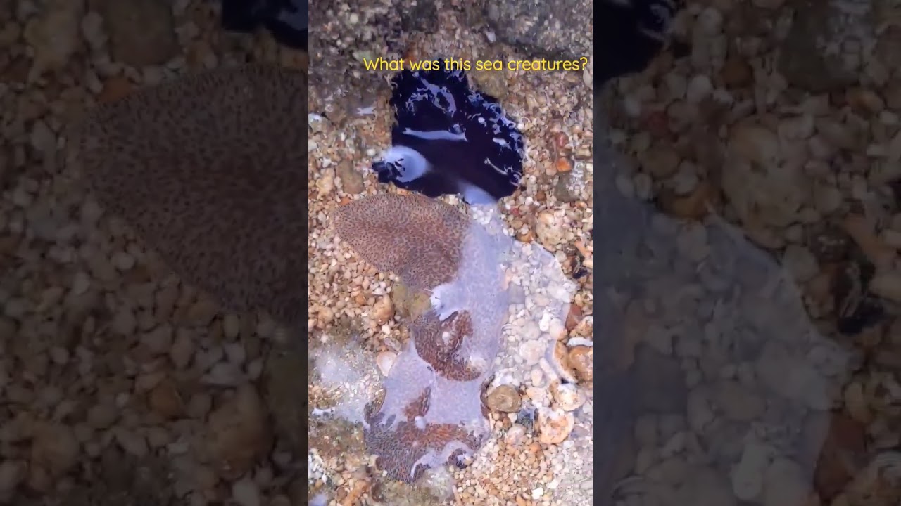 Mystery Sea Creatures #amazingshorts #SeaMystery #unique