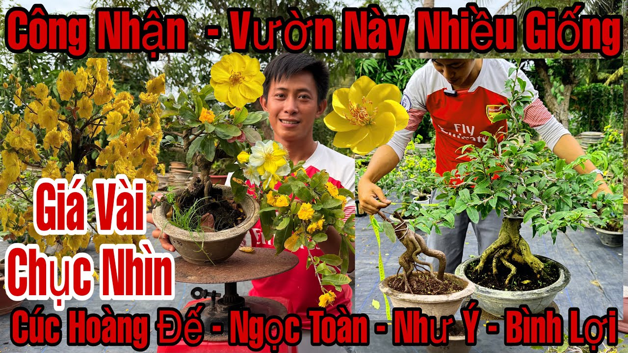 Mùng 10☎️0964067178☎️🌲Mai Vàng Giá Rẻ🌲Giảo Như Ý-Giảo Ông Thầy-Bình Lợi-Nhị Ngọc Toàn-Thọ Hương...🌲