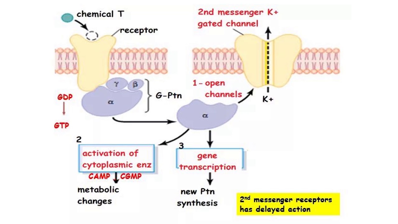 CNS 4|د. منى العوام | فسيولوجي